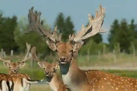 Tiere im Gehege